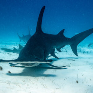 Great hammerhead approaching low and head-on, dark silhouette, Bimini, Bahamas