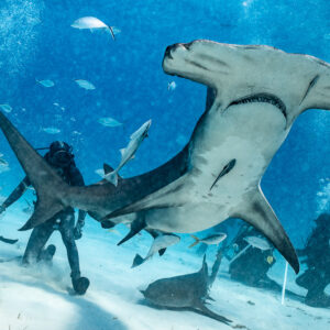 Underside of a great hammerhead turning above the feeder, Bimini, Bahamas