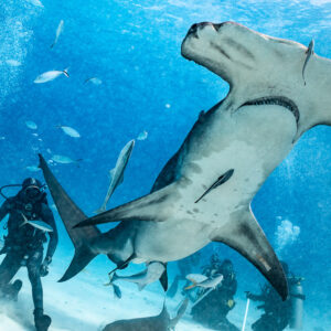 Great hammerhead belly view over the feeder and photographers, Bimini, Bahamas