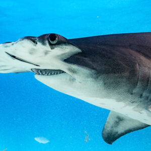 Close profile of a great hammerhead's head against bright blue, Bimini, Bahamas