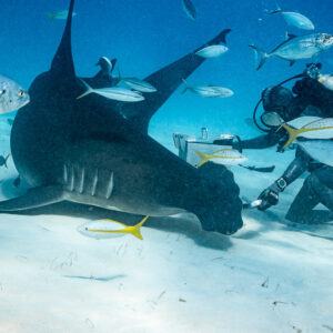 Great hammerhead pressing on the sand at the feeder, jacks and snapper, Bimini, Bahamas