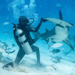 Feeder with raised arm as a great hammerhead turns away, Bimini, Bahamas