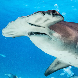Great hammerhead's head and mouth very close, eye in focus, Bimini, Bahamas