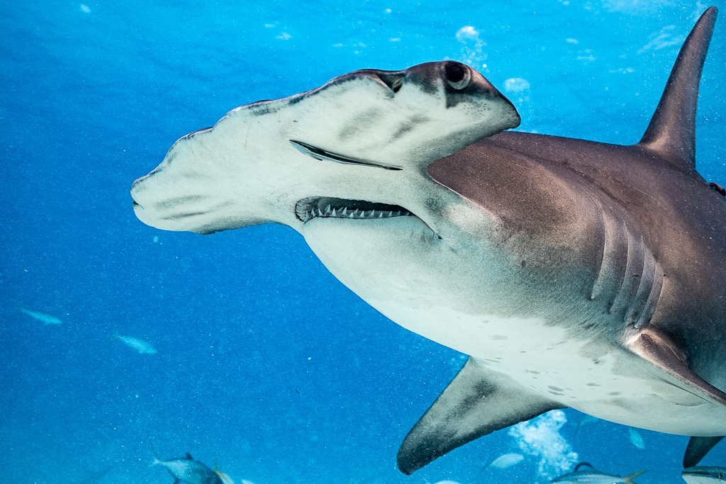 Great hammerhead's head and mouth very close, eye in focus, Bimini, Bahamas