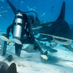 Great hammerhead sliding under the feeder's arm at the bait box, Bimini, Bahamas