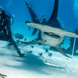 Head-on great hammerhead beside the standing feeder and photographers, Bimini, Bahamas