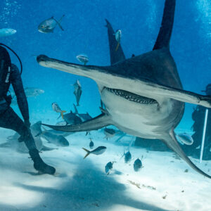 Great hammerhead facing the camera, feeder and divers framing it, Bimini, Bahamas