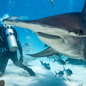 Great hammerhead close to camera, feeder behind with bait box, Bimini, Bahamas
