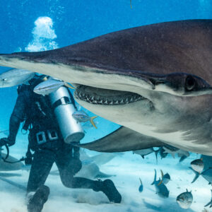 Great hammerhead filling the frame, teeth showing, feeder behind, Bimini, Bahamas