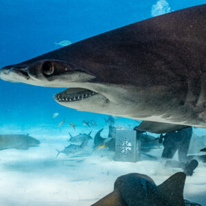 Close side view of a great hammerhead's head, nurse sharks below, Bimini, Bahamas