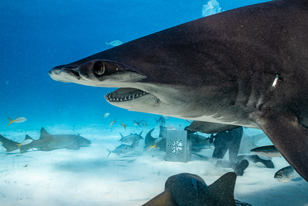 Close side view of a great hammerhead's head, nurse sharks below, Bimini, Bahamas