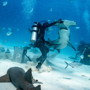 Feeder handling an upright great hammerhead, nurse shark in foreground, Bimini, Bahamas