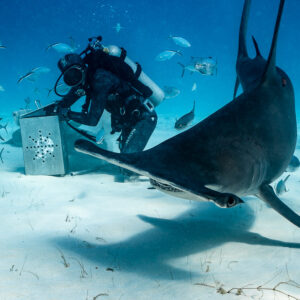 Great hammerhead circling the feeder bent over his bait box, Bimini, Bahamas