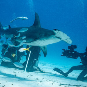 Great hammerhead passing a videographer filming with a cinema camera, Bimini, Bahamas