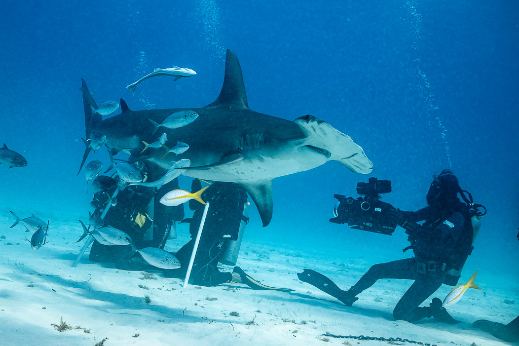 Great hammerhead passing a videographer filming with a cinema camera, Bimini, Bahamas