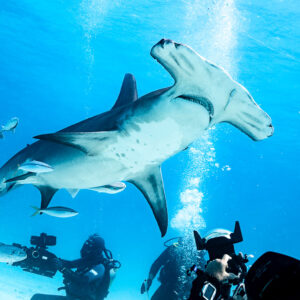 Great hammerhead overhead with photographers aiming cameras below, Bimini, Bahamas