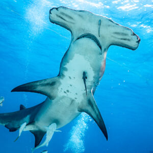 Belly of a great hammerhead overhead, jacks trailing behind, Bimini, Bahamas