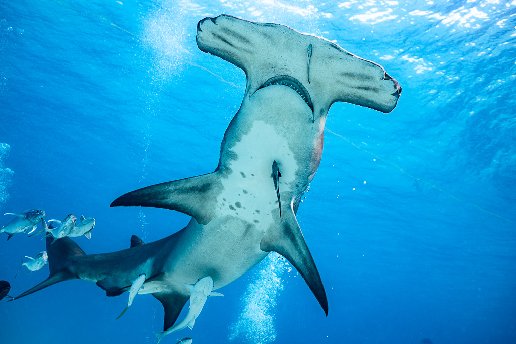 Belly of a great hammerhead overhead, jacks trailing behind, Bimini, Bahamas