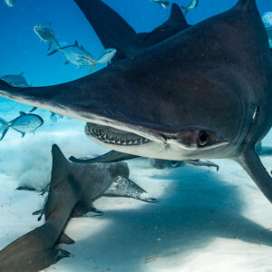 Great hammerhead gliding close over nurse sharks, teeth visible, Bimini, Bahamas