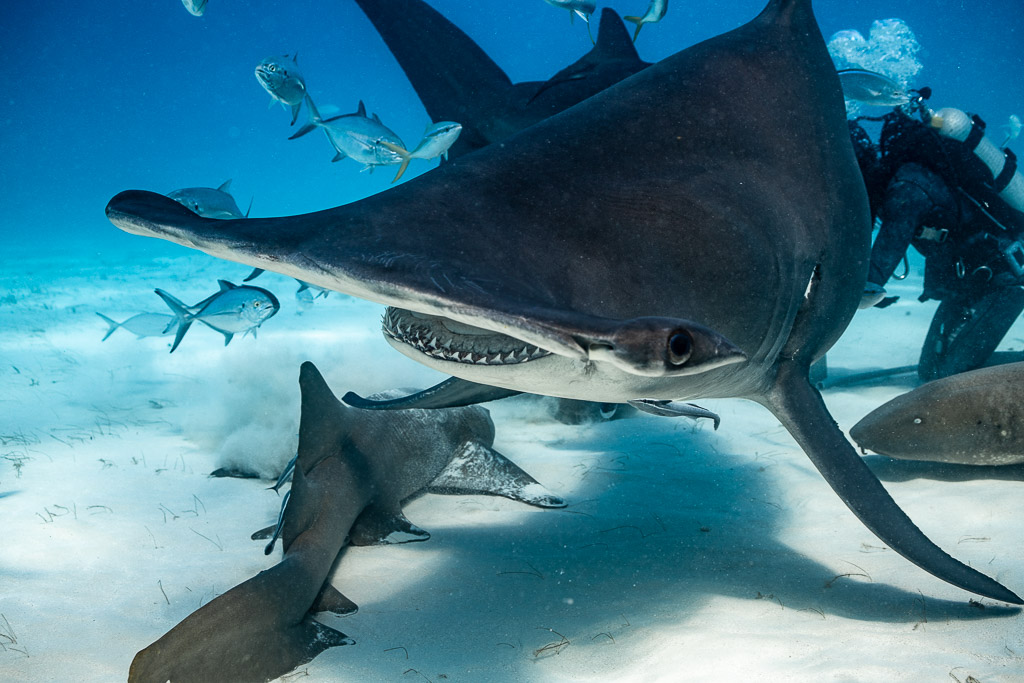 Great hammerhead gliding close over nurse sharks, teeth visible, Bimini, Bahamas