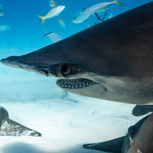 Great hammerhead's head in close-up skimming over nurse sharks, Bimini, Bahamas