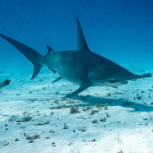 Great hammerhead shark cruising over sand and seagrass patches, side view, Bimini, Bahamas