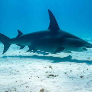 Great hammerhead shark gliding low over white sand, second shark in background, Bimini, Bahamas