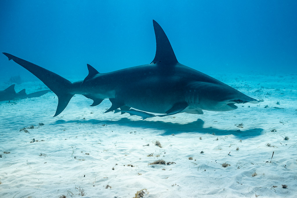 Great hammerhead shark gliding low over white sand, second shark in background, Bimini, Bahamas