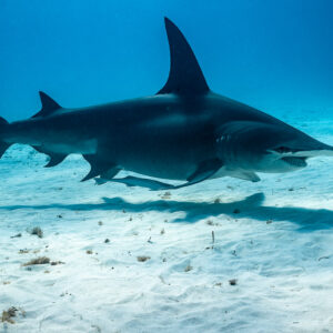Great hammerhead shark in profile casting a sharp shadow on white sand, Bimini, Bahamas