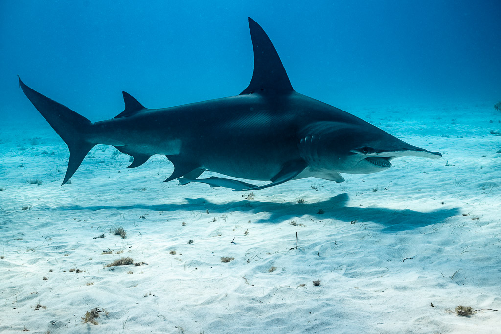 Great hammerhead shark in profile casting a sharp shadow on white sand, Bimini, Bahamas