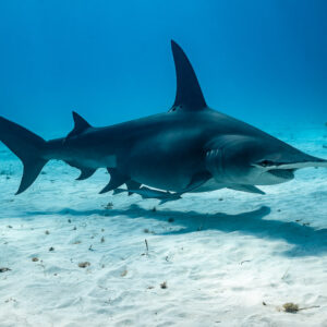 Great hammerhead shark passing a marker pole on the sandy bottom, Bimini, Bahamas