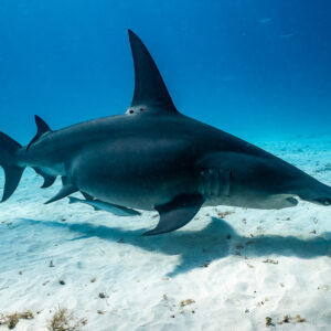 Great hammerhead shark close to the bottom, three-quarter view in deep blue, Bimini, Bahamas