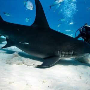 Great hammerhead shark sweeping over sand past a diver, jacks overhead, Bimini, Bahamas