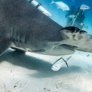 Close-up of great hammerhead shark head and open mouth passing divers, Bimini, Bahamas