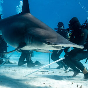 Great hammerhead shark brushing past feeder and divers holding poles, Bimini, Bahamas