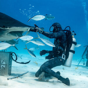 Feeder kneeling by bait box as great hammerhead shark approaches among jacks, Bimini, Bahamas