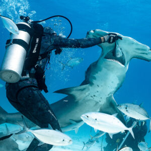 Great hammerhead shark rising toward feeder's hand, underside view among jacks, Bimini, Bahamas