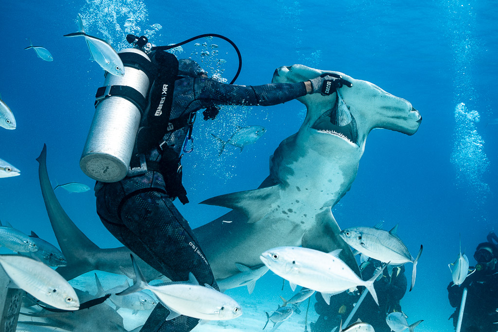 Great hammerhead shark rising toward feeder's hand, underside view among jacks, Bimini, Bahamas