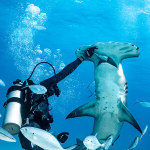 Great hammerhead shark rearing up beside feeder, vertical framing, Bimini, Bahamas