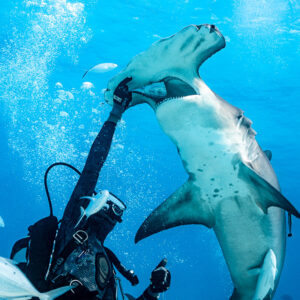 Great hammerhead shark rising vertically against feeder's raised arm, horizontal framing, Bimini, Bahamas