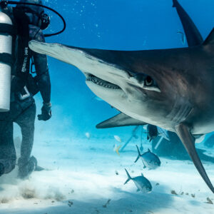 Great hammerhead shark turning beside feeder, diver's tank in foreground, Bimini, Bahamas