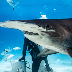 Close-up of great hammerhead shark head and eye passing feeder at bait box, Bimini, Bahamas