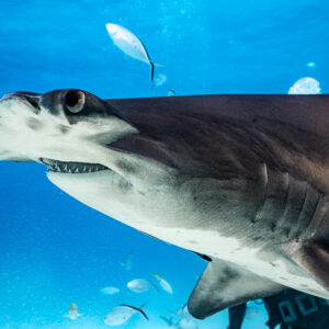 Tight close-up of great hammerhead shark head and eye in blue water, Bimini, Bahamas