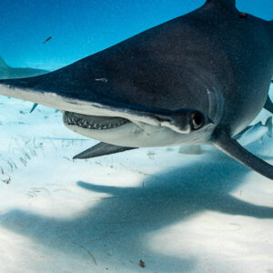 Great hammerhead shark low over sand, three-quarter front view with shadow, Bimini, Bahamas