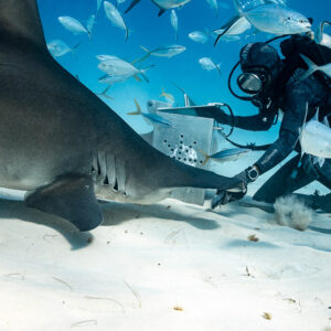 Feeder hand-feeding great hammerhead shark at bait box amid jacks, Bimini, Bahamas