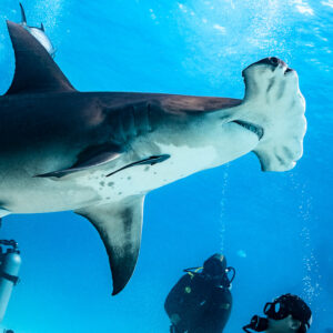 Great hammerhead shark seen from below passing over watching divers, Bimini, Bahamas