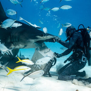 Feeder at bait box surrounded by jacks and yellowtail snappers, hammerhead behind, Bimini, Bahamas