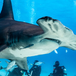 Great hammerhead shark head close-up passing a line of kneeling divers, Bimini, Bahamas