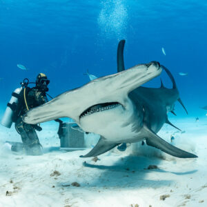 Great hammerhead shark head-on with open mouth beside feeder at bait box, Bimini, Bahamas