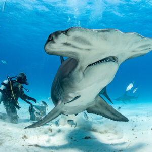 Great hammerhead shark front view with wide head, feeder behind, Bimini, Bahamas
